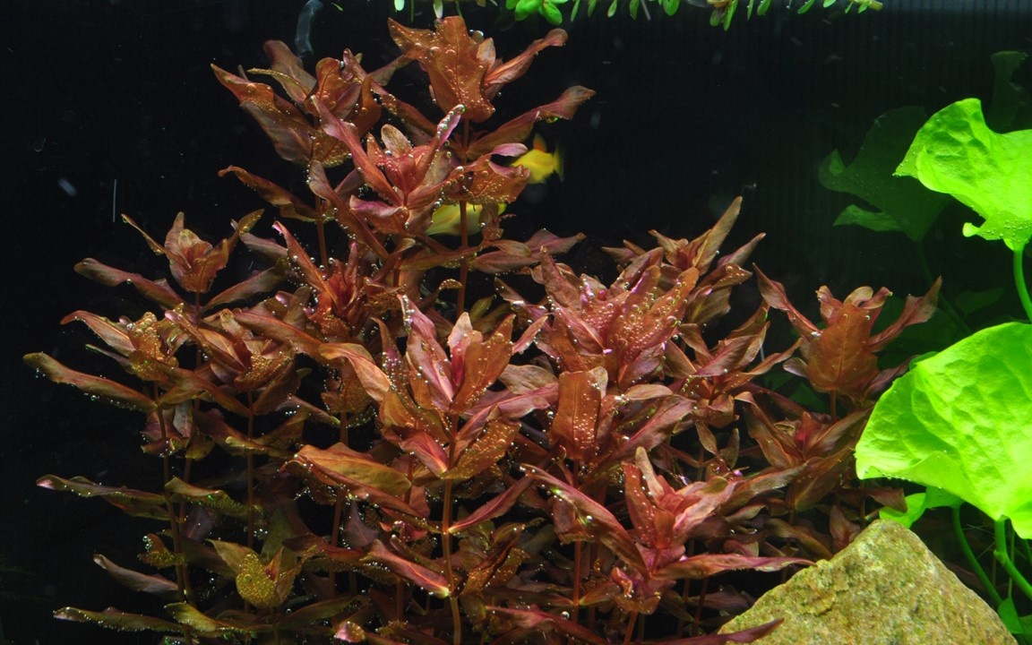 Waterplant Rotala Macrandra