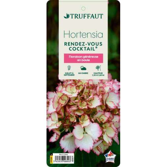 Hydrangea macrophylla Cocktail : C5L