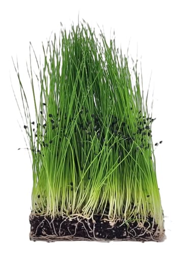 Supergrün's BIO Schnittknoblauch