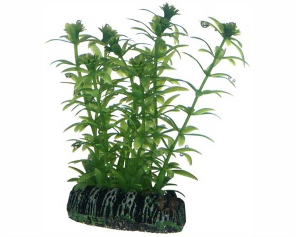 Hobby Plant Lagarosiphon 7cm