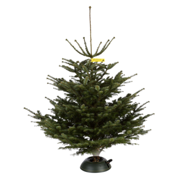 Nordmann kerstboom gezaagd 150-175 cm