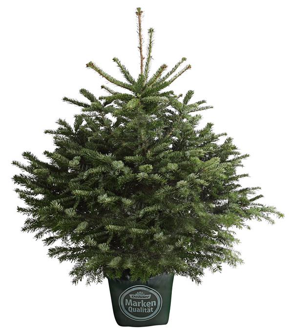 Nordmann-Tanne, ca. 80-100 cm, im Topf