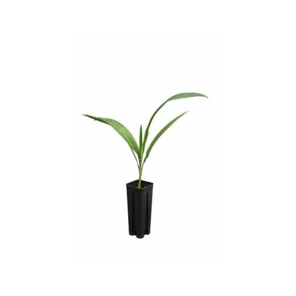 Syagrus romanzoffiana sp. 'santa catarina (syn. Arecastrum r.) specimen blanc - taille pot de 15 litres - 200/250cm