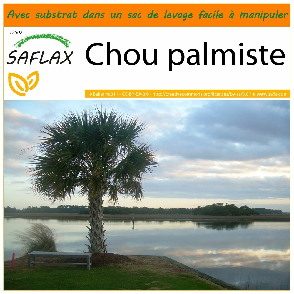 Jardin dans le sac - chou palmiste - 8 graines - sabal palmetto