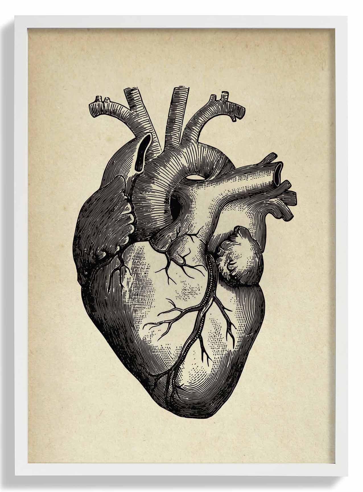 Anatomisches Herz