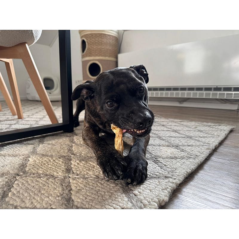 Dierapotheker Konijnenoren Snack Hond 300 gram | 13665