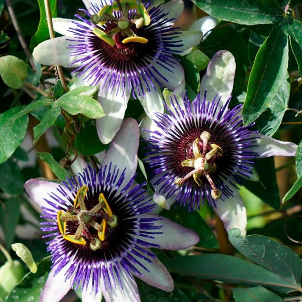 Passiflore riverside® damsel's delight' - passiflora 3l