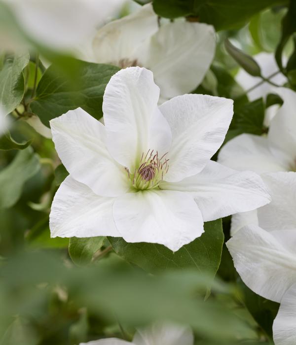 Waldrebe - Clematis 'Guernsey Flute'