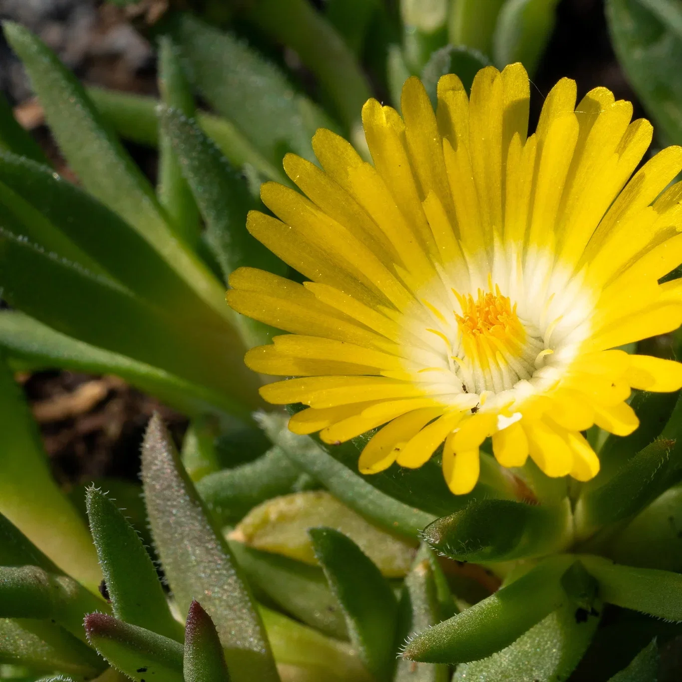 Delosperma congestum Isplante Ø11 cm