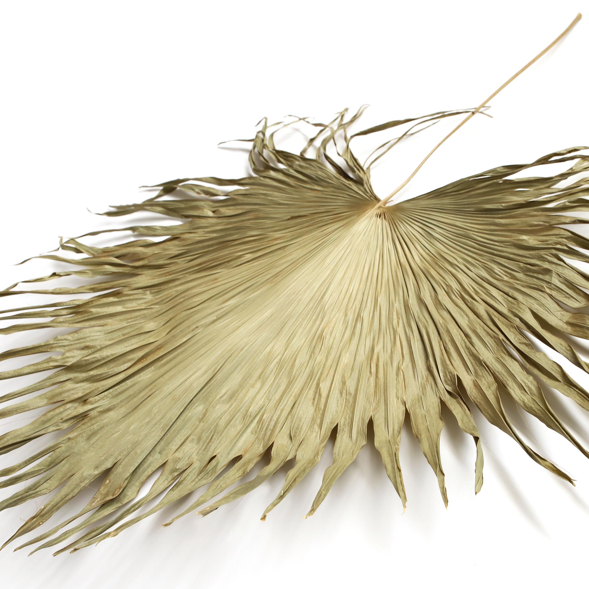Palmblatt natur, Ø min. 40 cm, H ca. 110 cm von fischer's lagerhaus