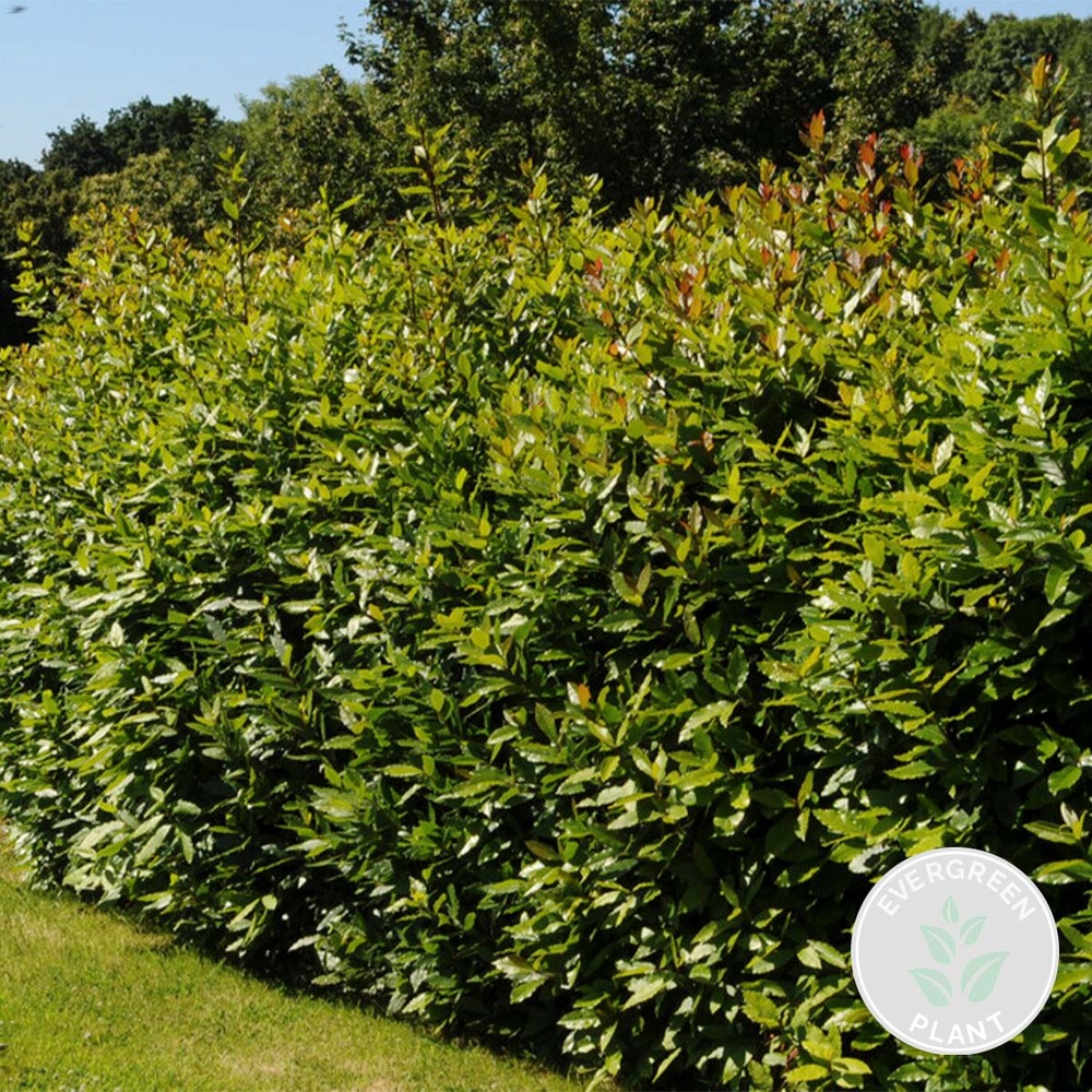 Laurus nobilis - laurier de cuisine - arbuste - persistant – ⌀15 cm - ↕30-45 cm