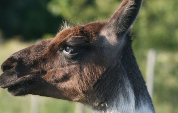 Lamatrekking in Seeheim-Jugenheim schenken