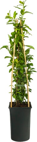 Vuurdoorn (Pyracantha 'Soleil d'Or') H 175 cm