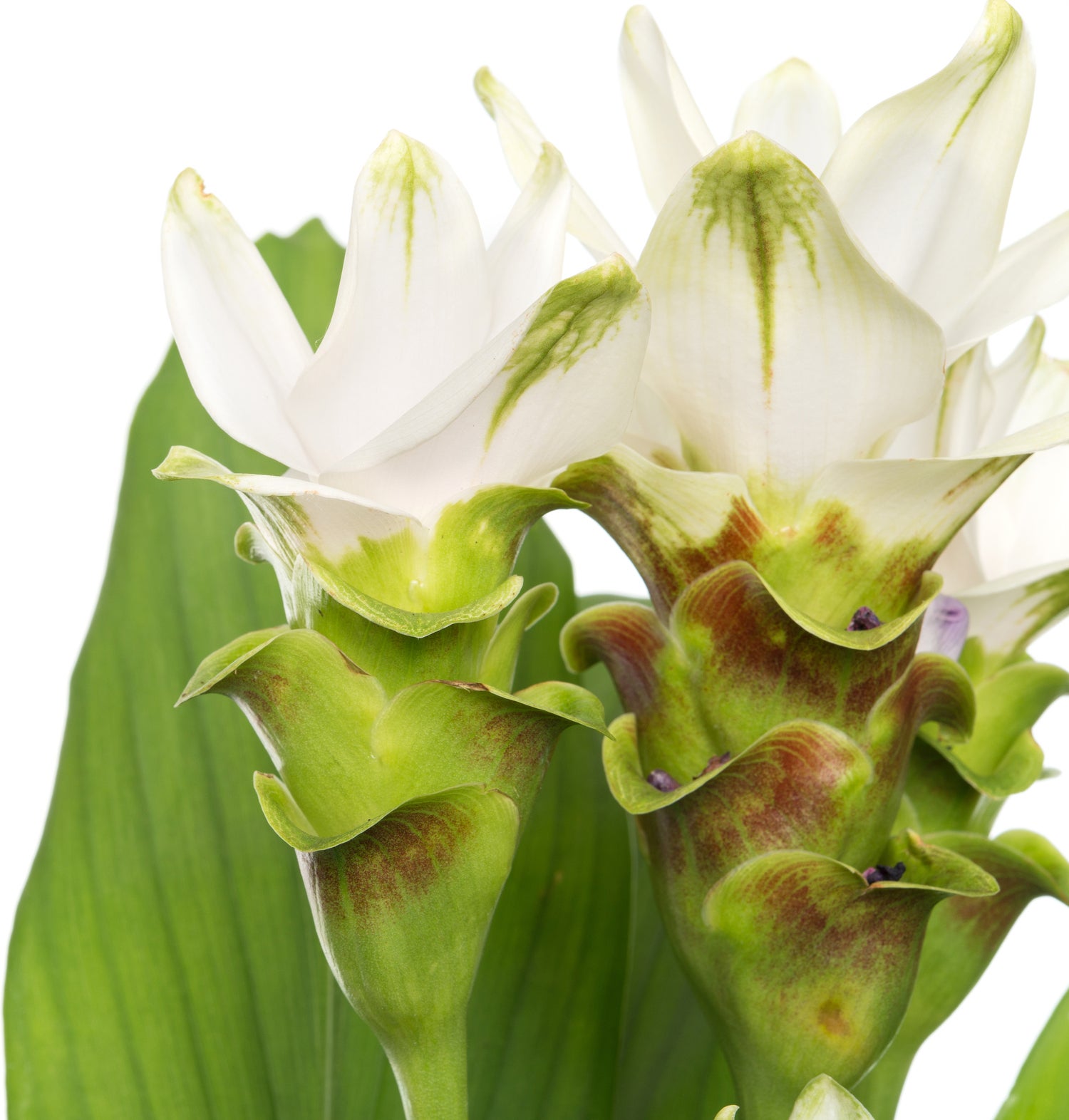 Curcuma (Curcuma 'Stardust') D 15 H 60 cm