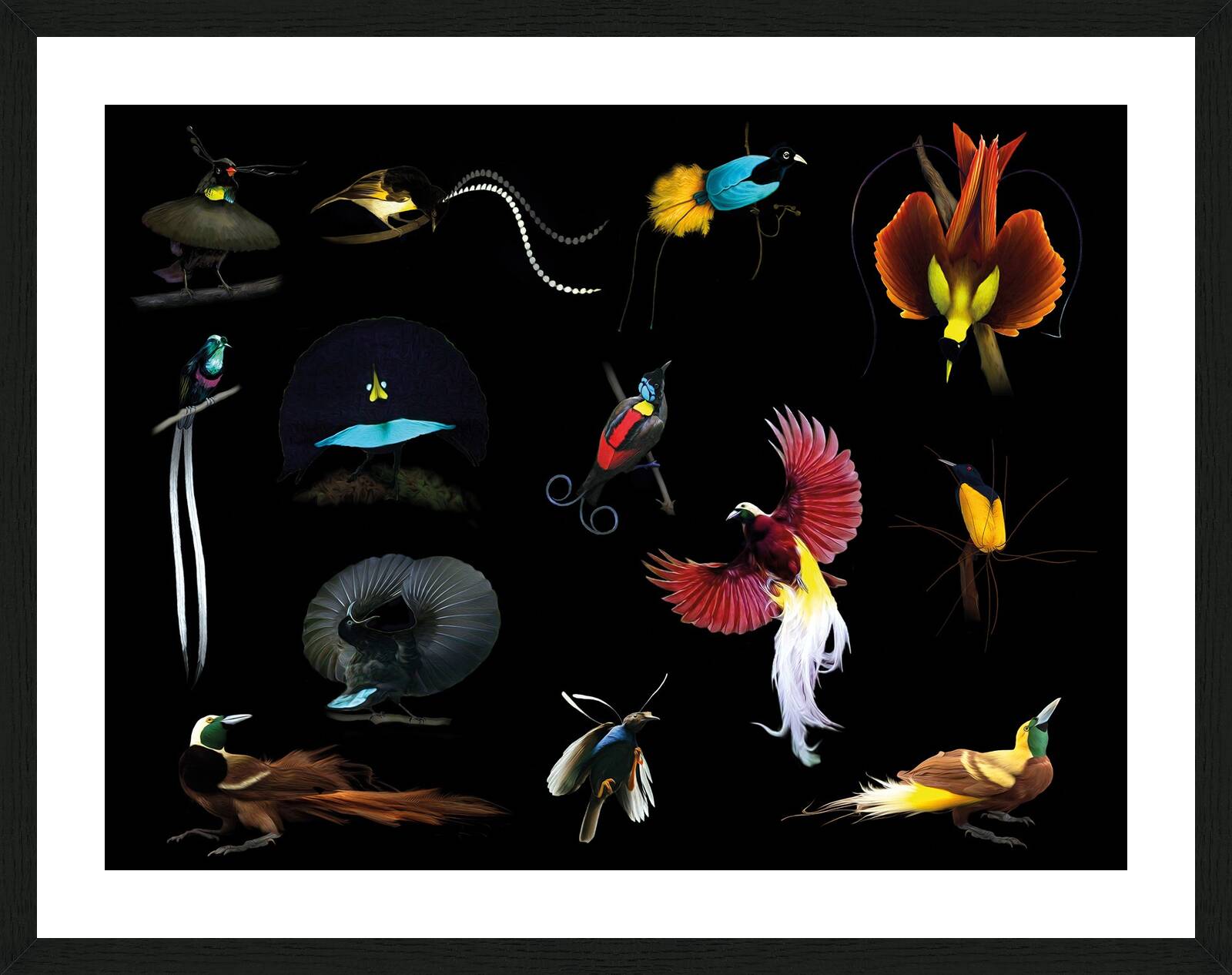 Birds Of Paradise I by Juan Fortes - Limited Edition. Edition of: 150. Signed.