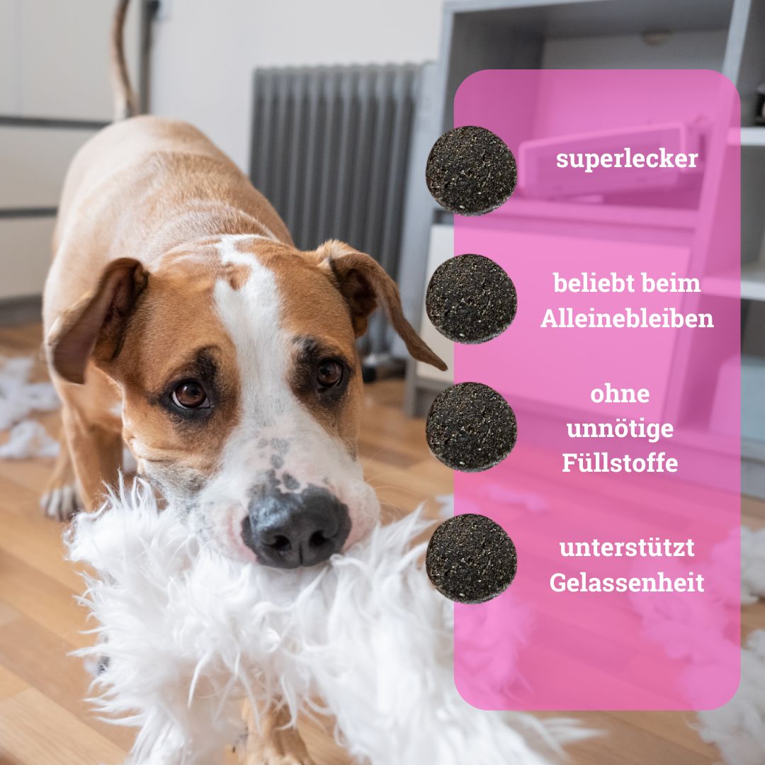 BeG Buddy STAY@HOME Relax Snack für Hunde mit Baldrian, Beruhigung, Silvester