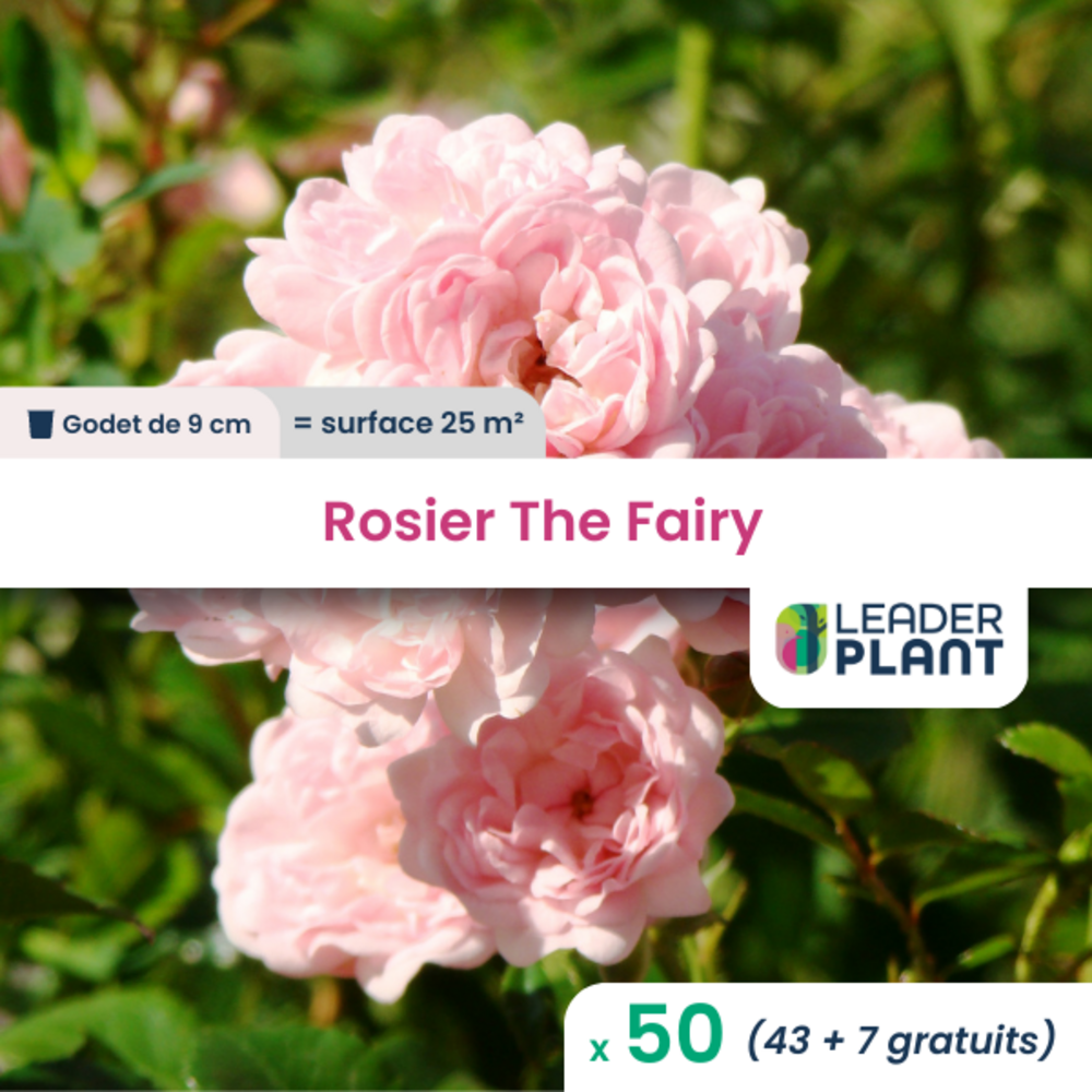 Rosier paysager the fairy