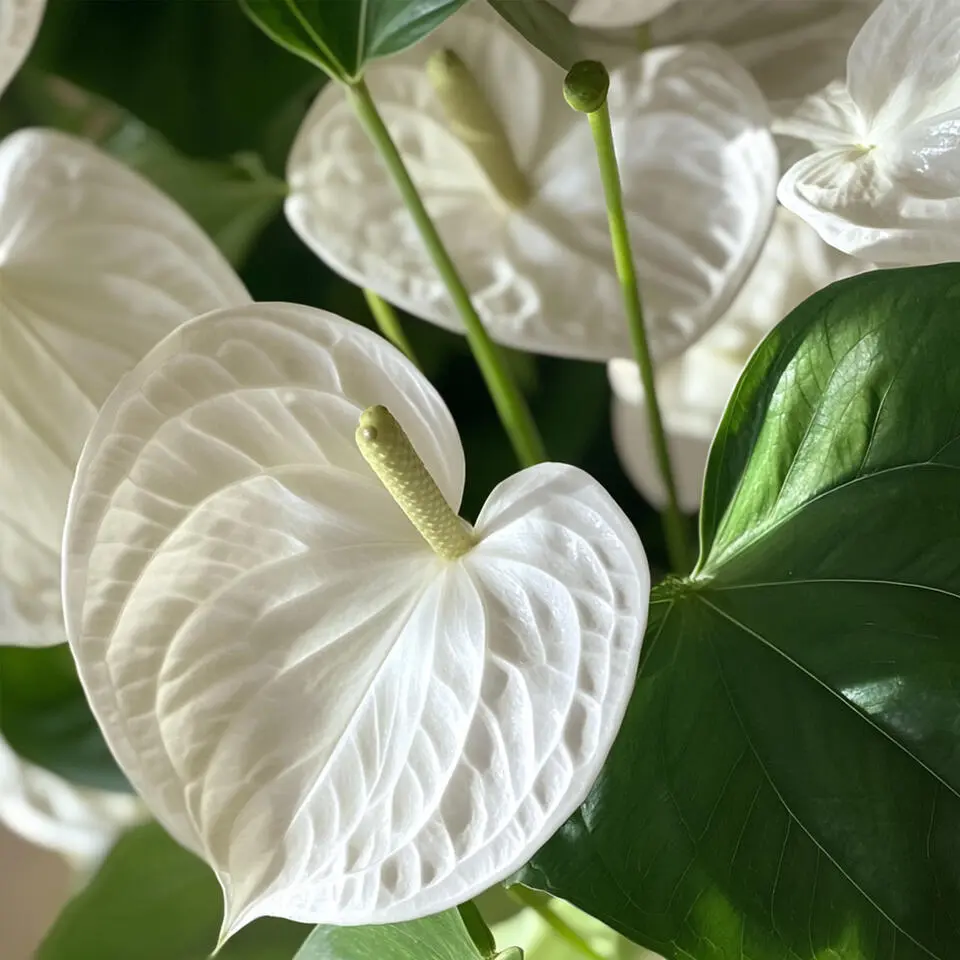 Flamingoplant - Anthurium 'Alpine White' - Hoogte 40-55cm - ø14cm