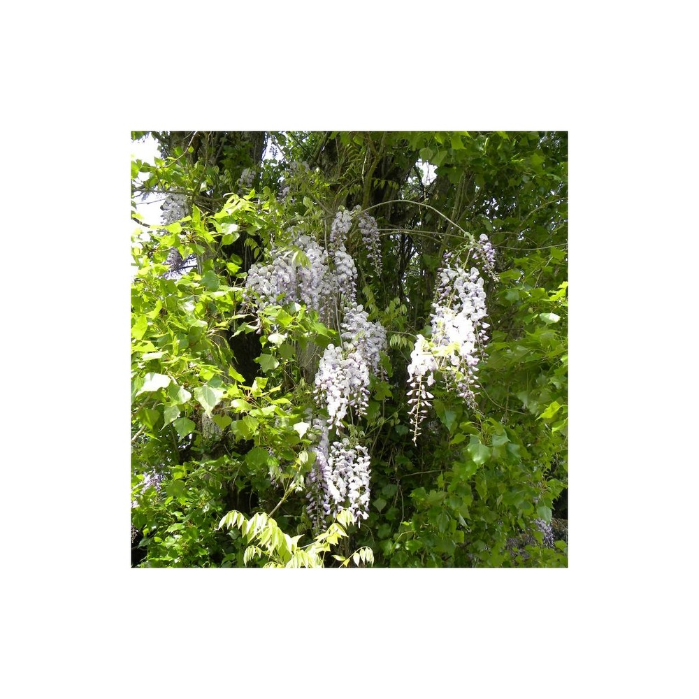 Glycine du japon floribunda/wisteria floribunda[-]pot de 1,5l - tuteur bambou 30/60 cm