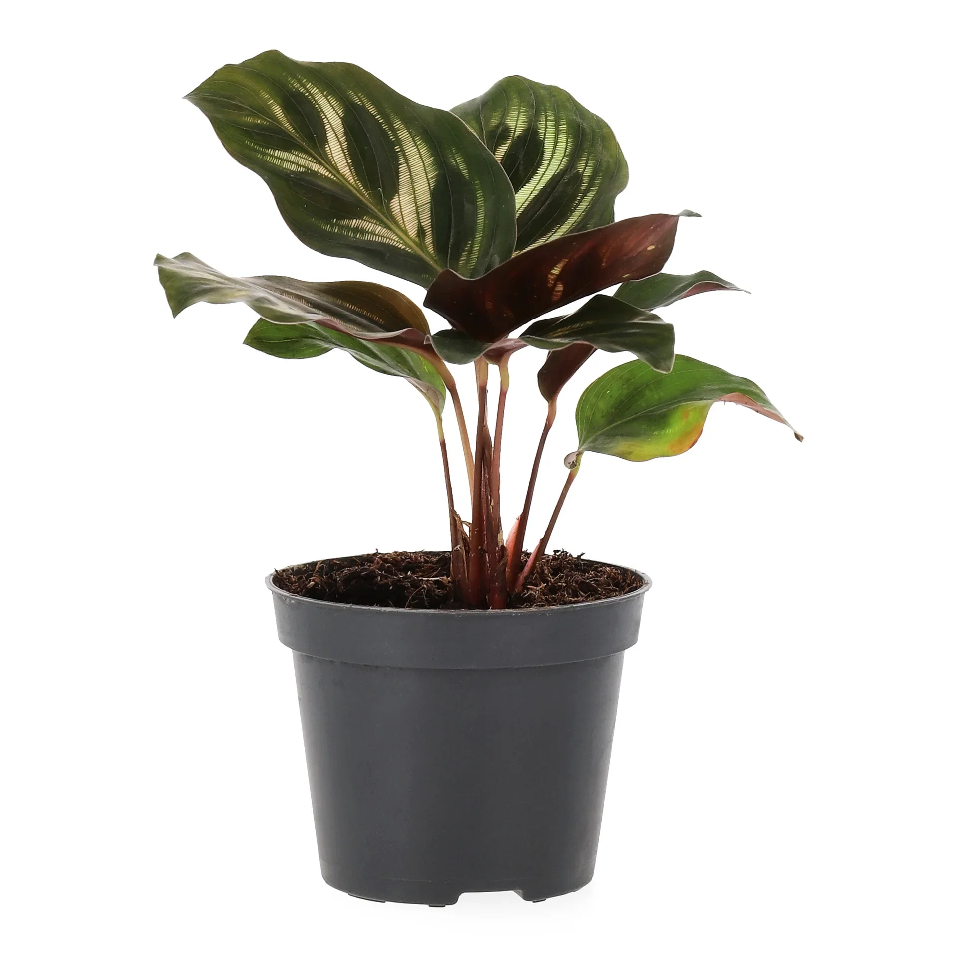 Calathea mix Calathea mini miks Høyde 15 cm
