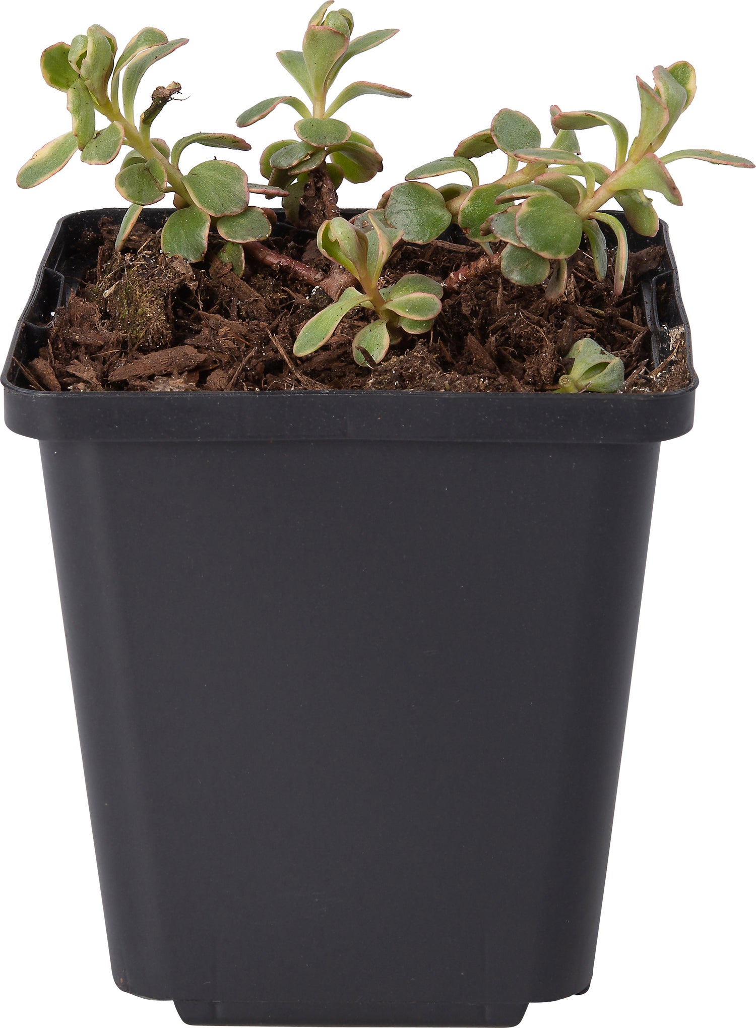 Vetkruid (Sedum kamtschaticum 'Variegatum') D 9 H 10 cm