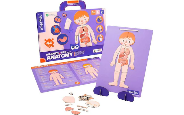 Spiel »mierEdu Magnet Pad – Menschliche Anatomie«