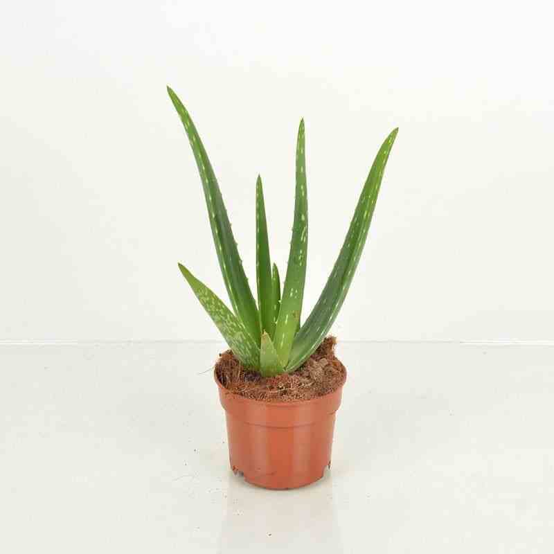 Aloe vera (syn. A. Barbadensis) taille pot de 2 litres - 20/40 cm