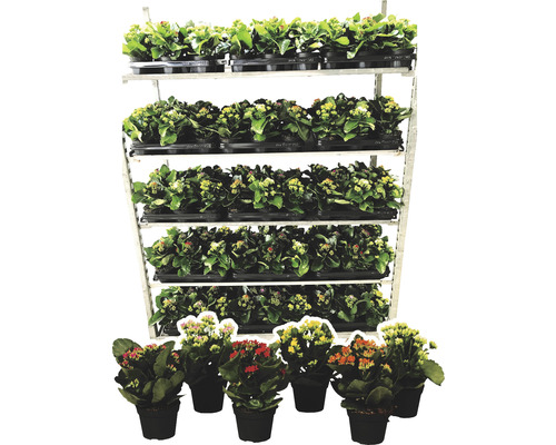 Flaming Katy Mix FloraSelf Kalanchoe H 15-20 cm Ø 10,5 cm pot willekeurige variëteitselectie