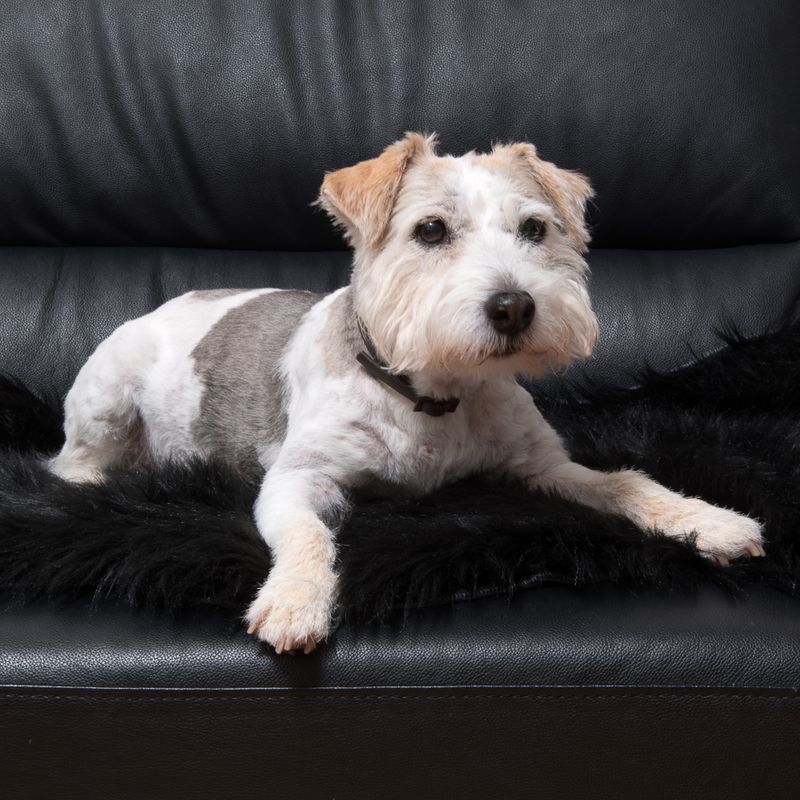 Tapis Smartpet