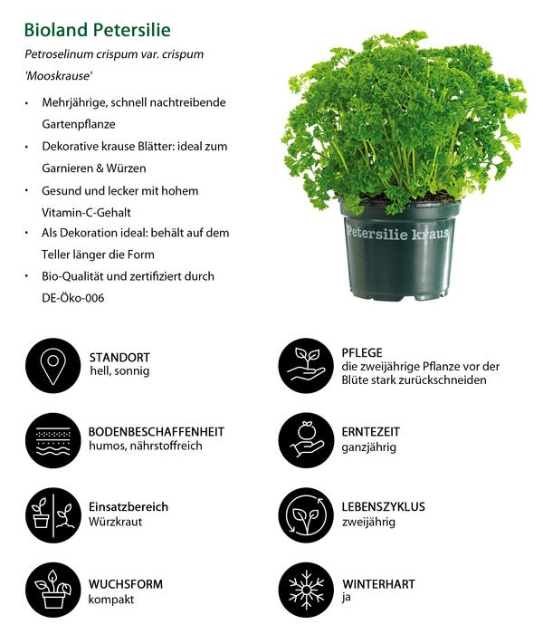 Kräuter-Set Küchenkräuter, 6-teilig