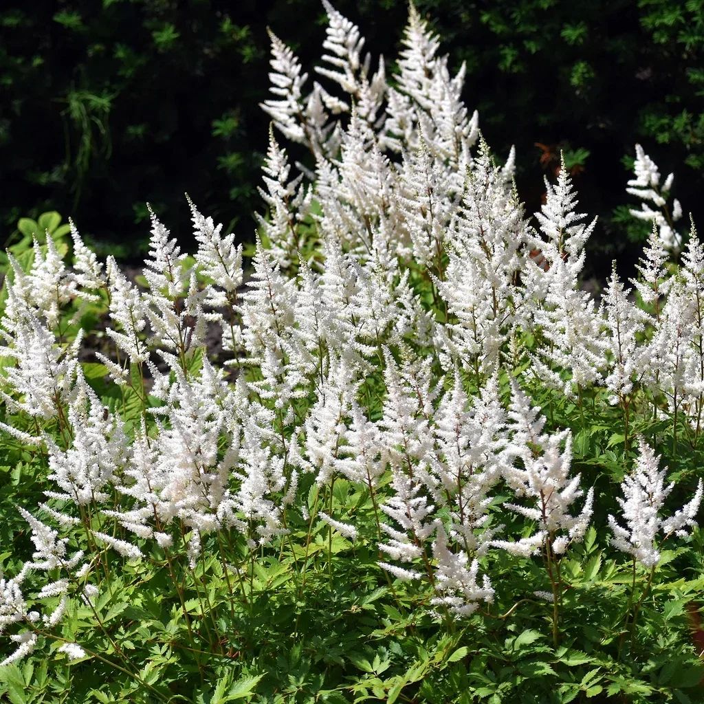 Astilbe (Japonica-Group) 'Deutschland' Japanspir  'Deutschland' Ø11 cm