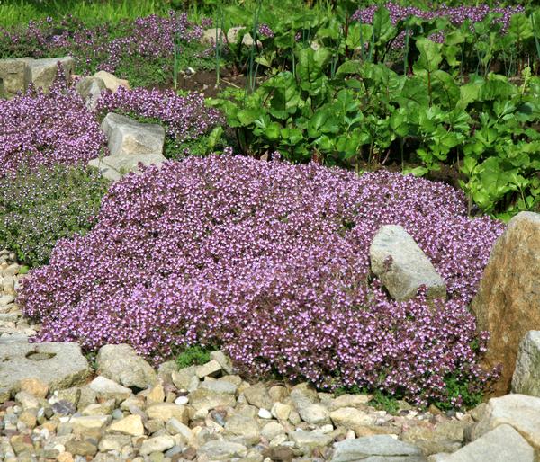 Bio Bodendecker-Thymian