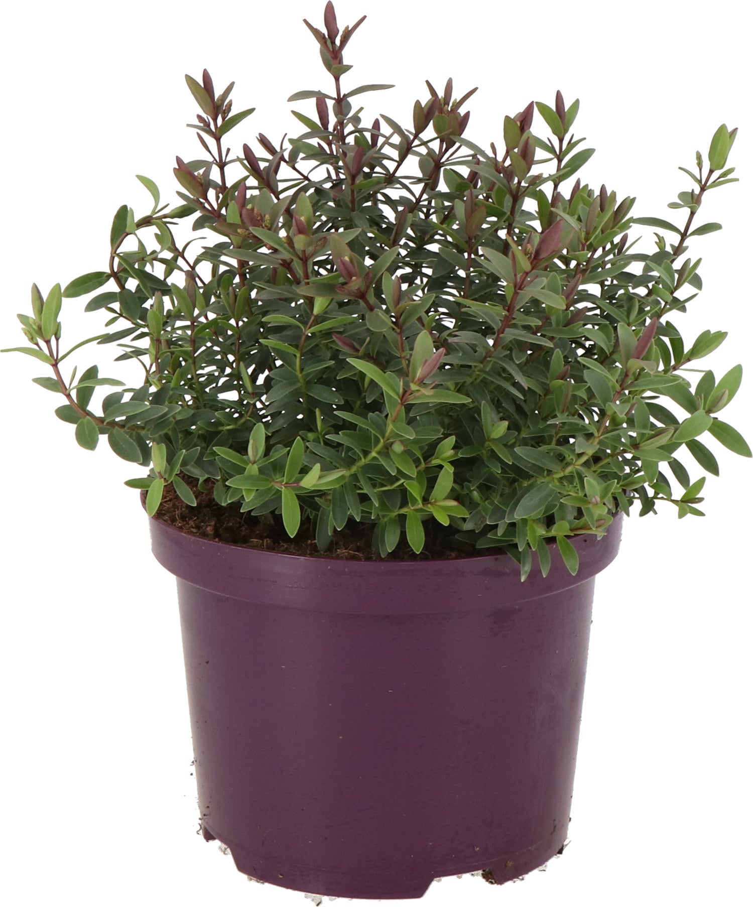 Struikveronica (Hebe 'Pink Lady') D 17 H 25 cm