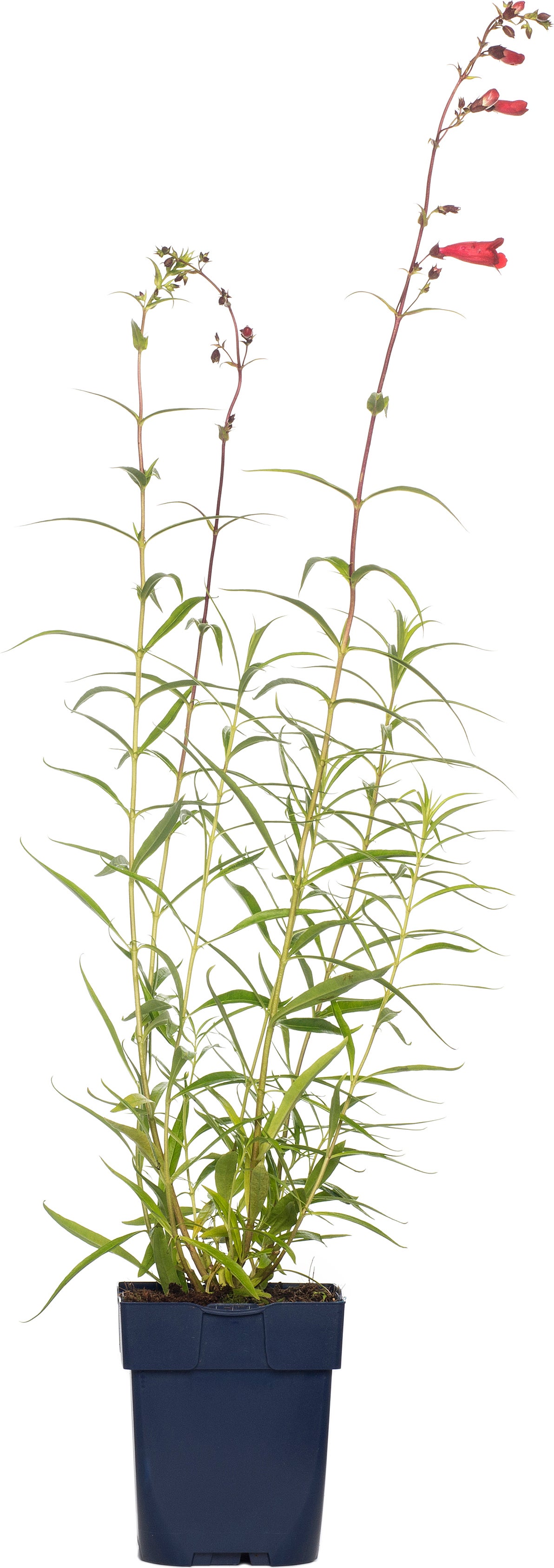 Slangenkop (Penstemon 'Schoenholzeri') D 11 H 10 cm