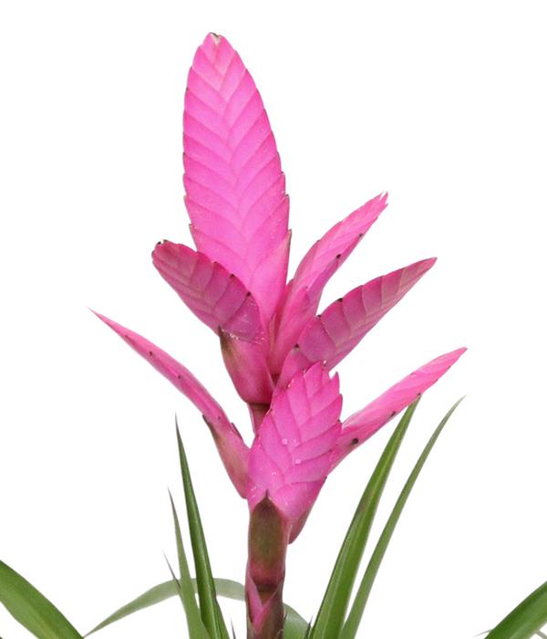 Tillandsie - Tillandsia cyanea 'Antonio', in