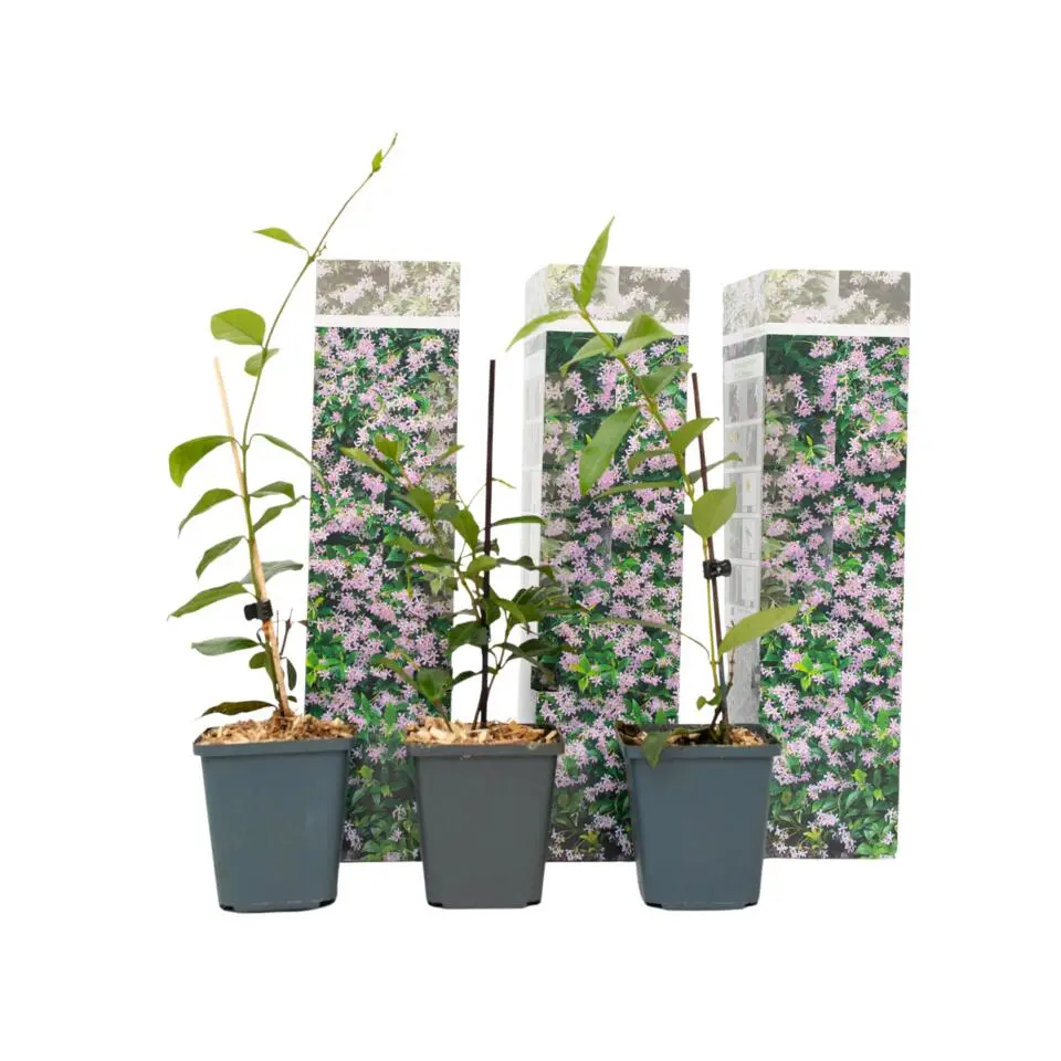 Jasmijn - Set van 3 - Trachelospermum jasminoides - Hoogte 25-40cm - ⌀9cm