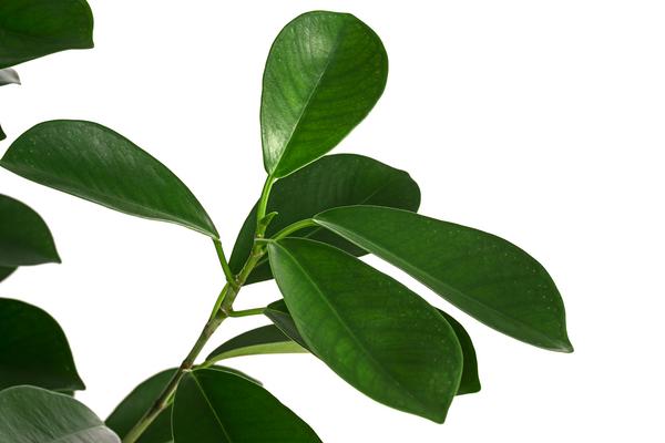 Lorbeer-Feige - Ficus microcarpa 'Moclame',