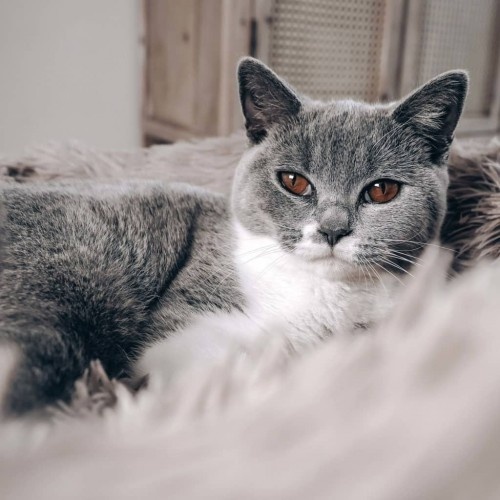 Cama redonda para animais de estimação, rosa