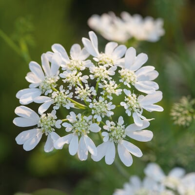 Blumensamen Seltene einjährige Blumen