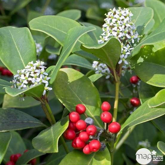 Skimmia japonica ' Rubella ' : 15/20 fleurs conteneur 3 litres