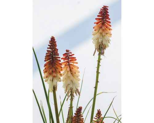 Vaste planten in diverse soorten FloraSelf H 35-45 cm Co 5 L