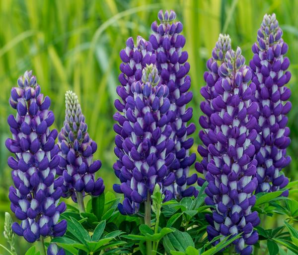 Lupine, verschiedene Sorten
