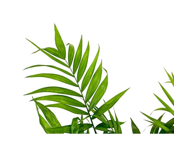 Bergpalme - Chamaedorea elegans, Hydrokultur