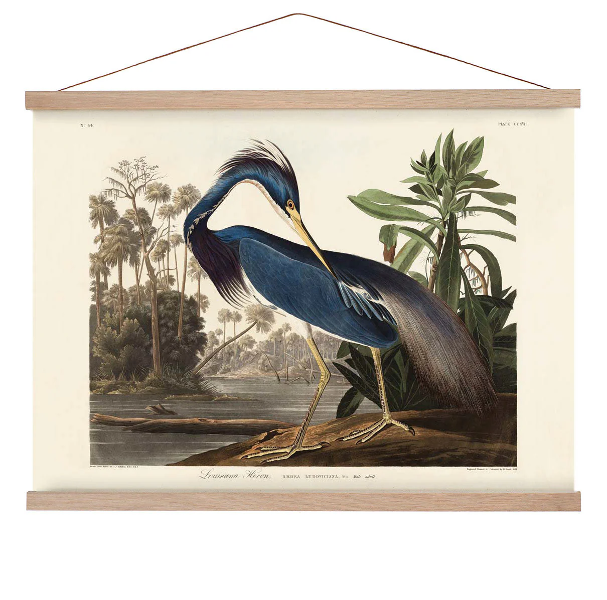 Louisiana Reiher Vogel