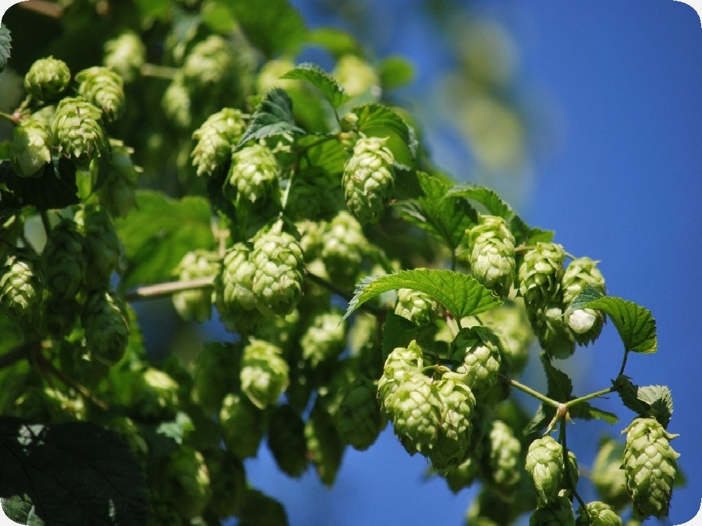 Houblon - 50 graines - humulus lupulus