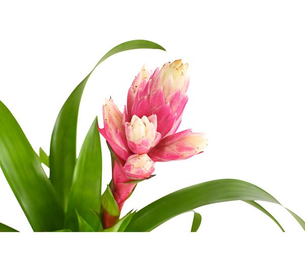 Guzmanie - Guzmania 'Candy'