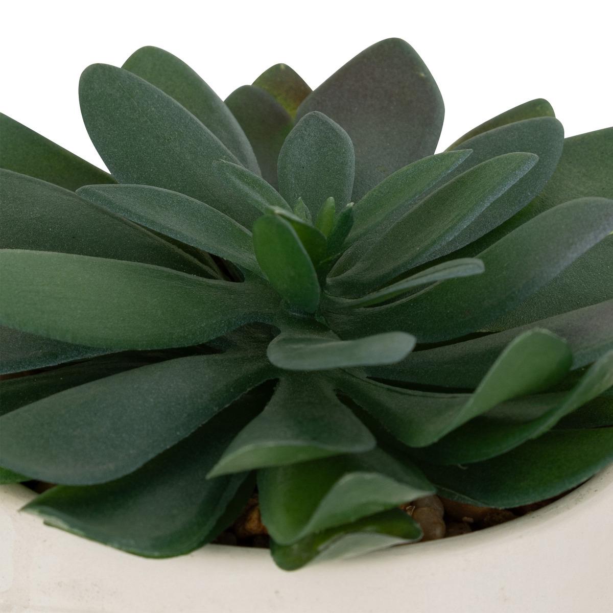 PLANTE GRASSE POT CIMENT DUSTY H.22CM