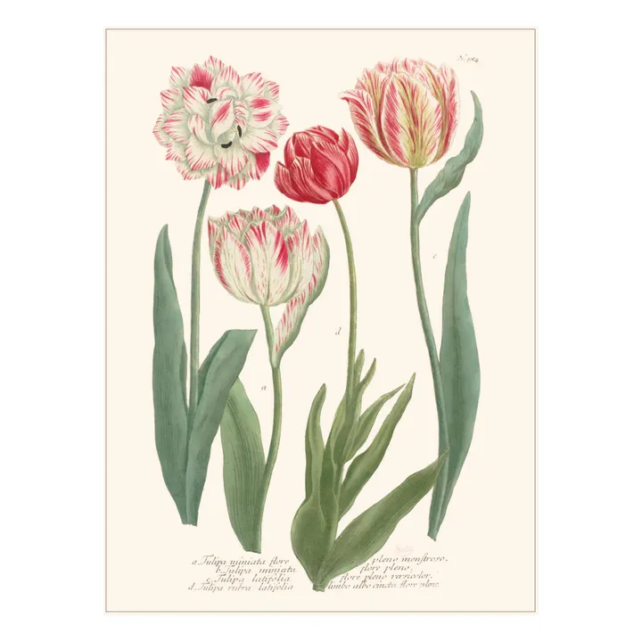 Les Jolies Planches Planche Jardin Tulipes