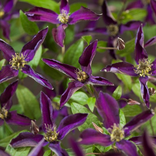 Bosrank (Clematis 'Noora') D 16 H 75 cm