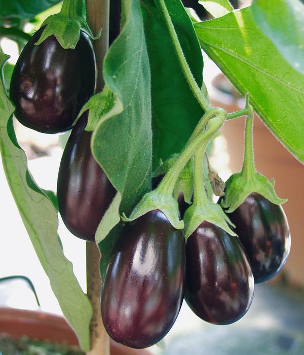 Pick-&-Joy® Aubergine mit Früchten